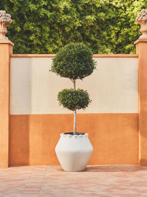 Jaziel Planter