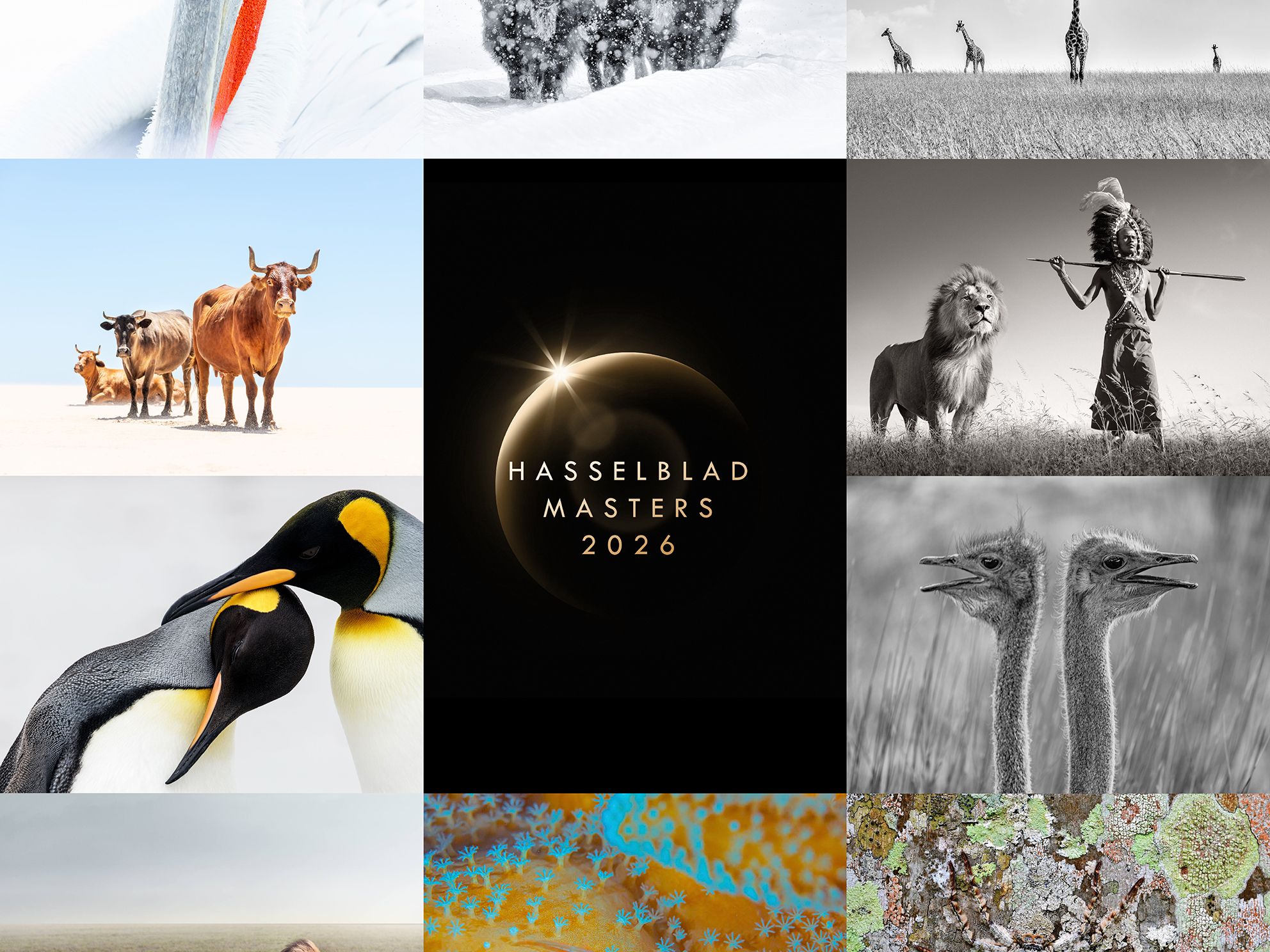 Hasselblad finally reveals Masters finalists – a breathtaking