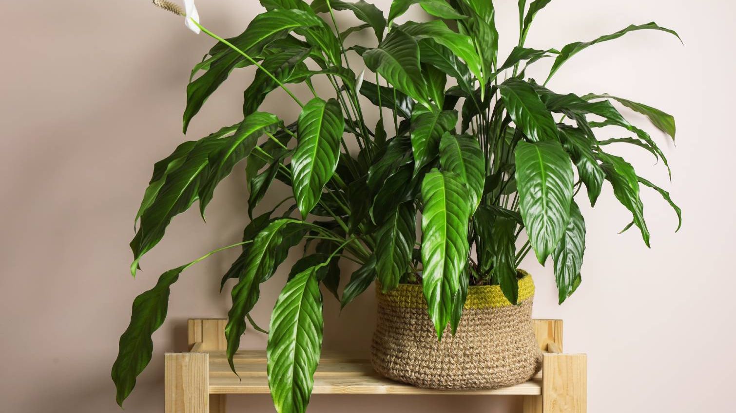 Peace lily leaves drooping? 3 causes and quick fixes | Tom's Guide