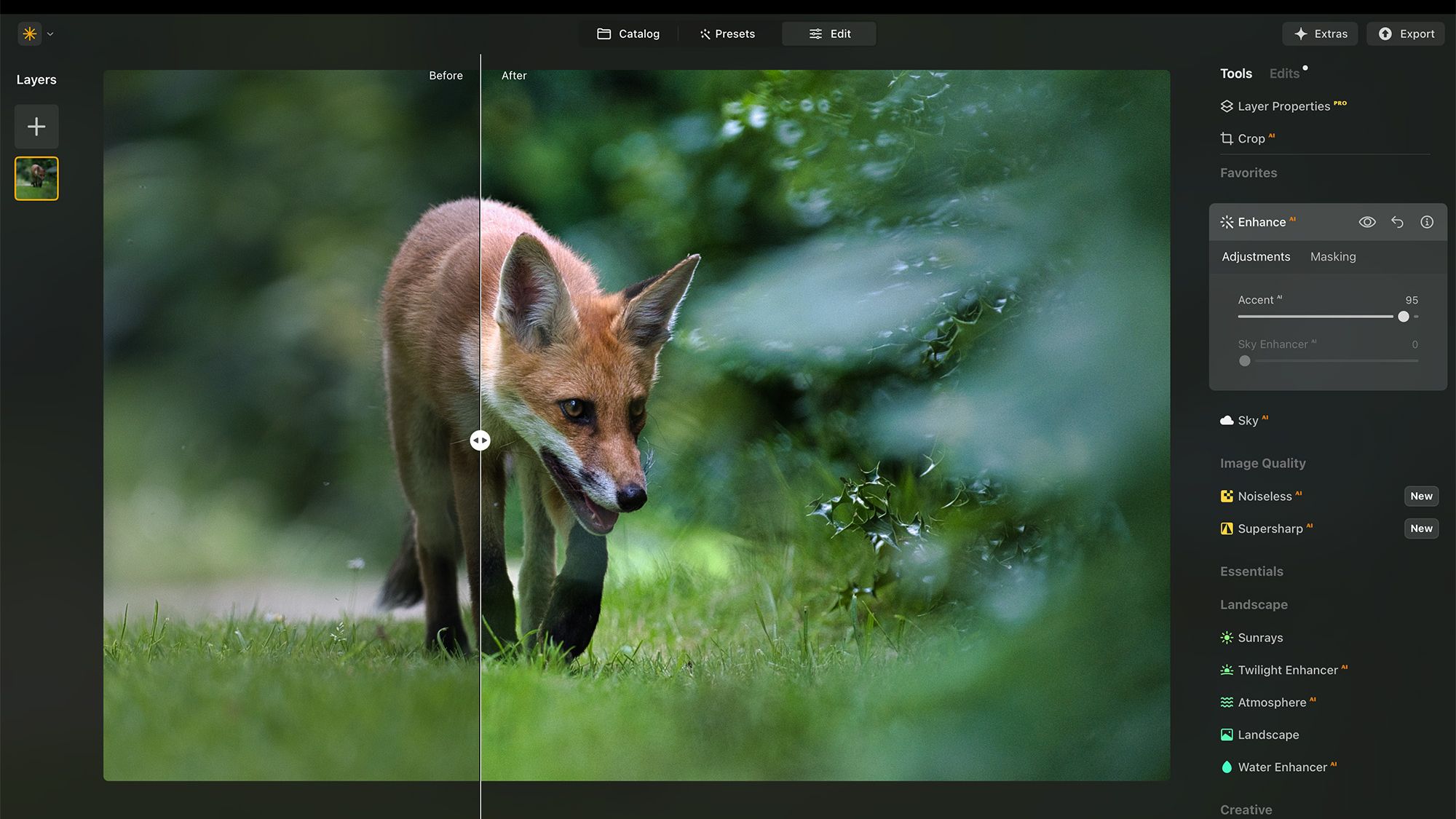 Luminar Neo screenshot showing image of a red fox