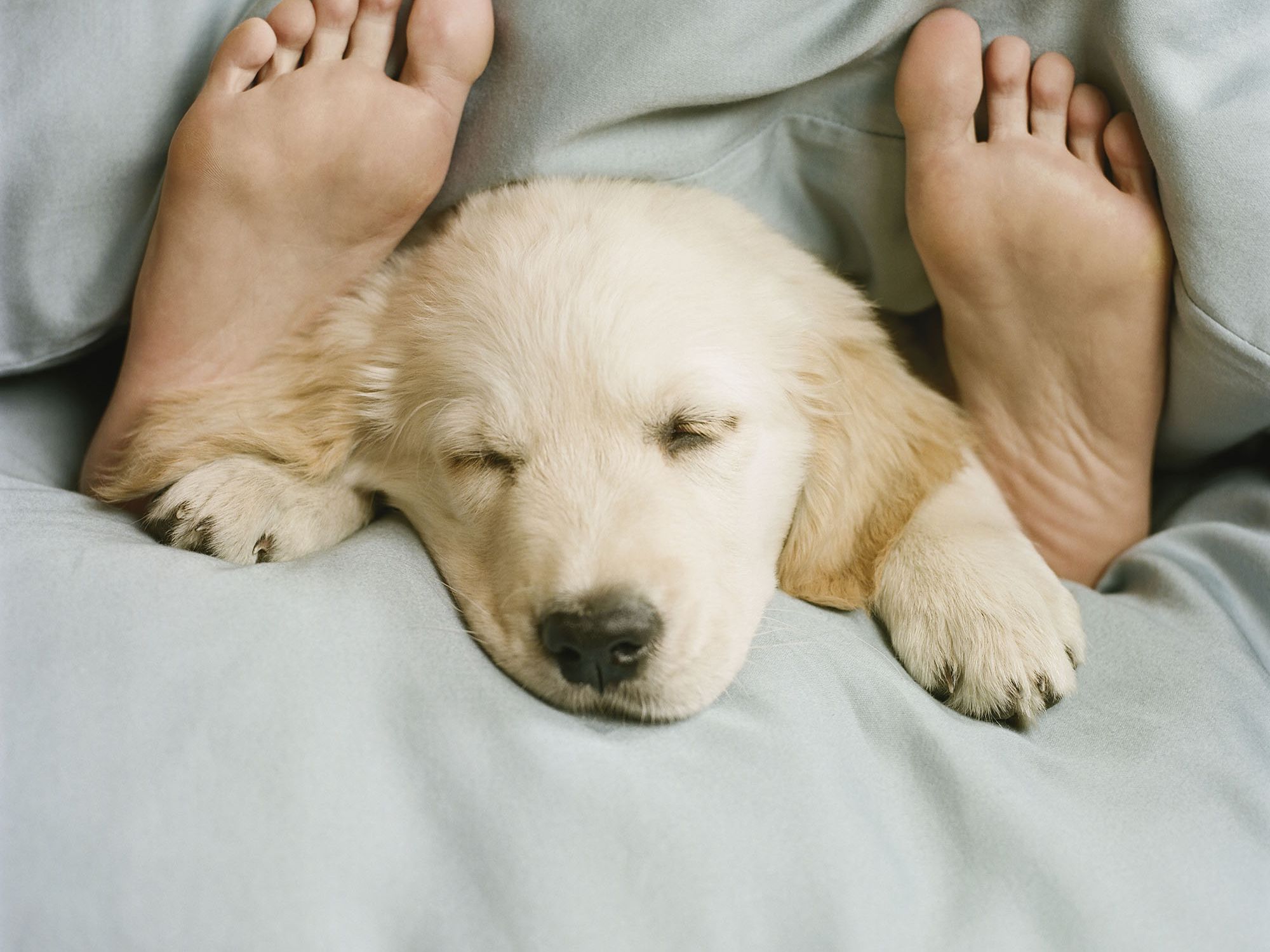how to get dog to sleep in dog bed