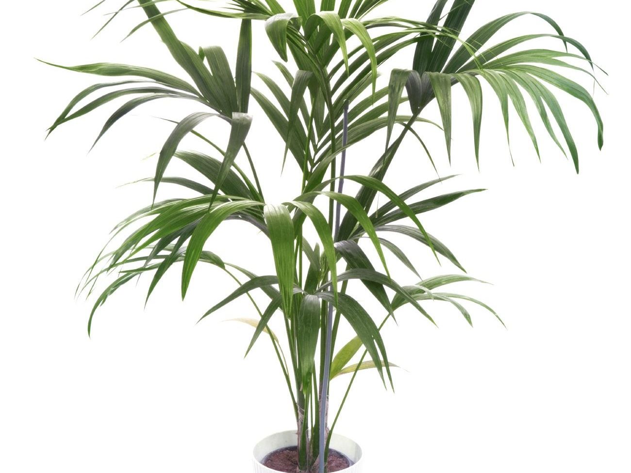 Kentia Palm: Ultimate Care And Growing Guide | Gardening Know How