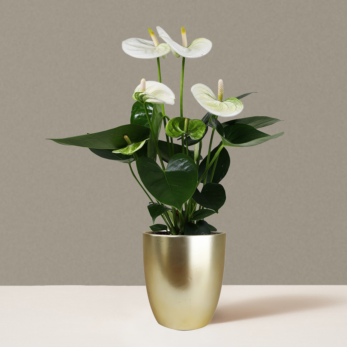 White Anthurium - Small (12"-16" Tall) / Marcelle (5" Wide) / Gold