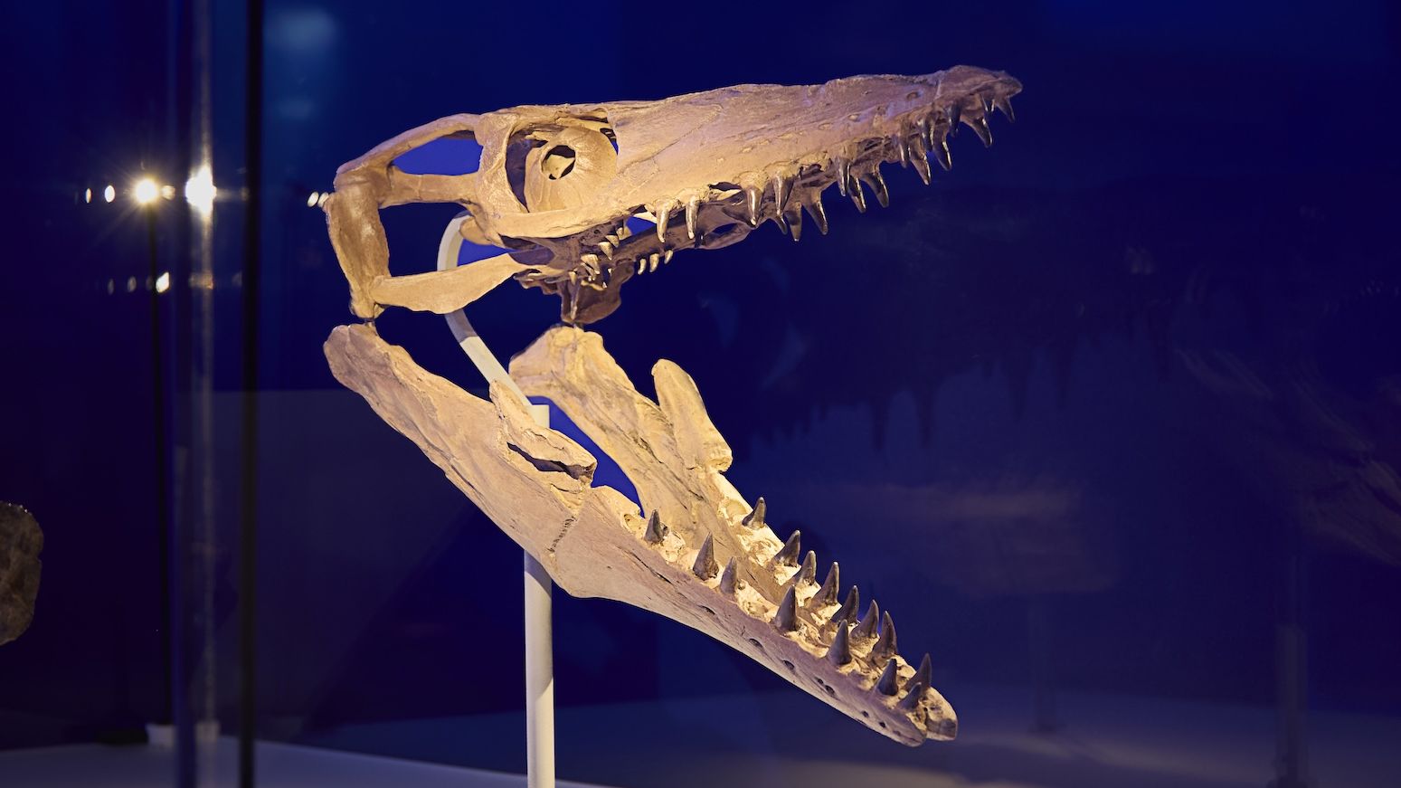 Natural History Museum
