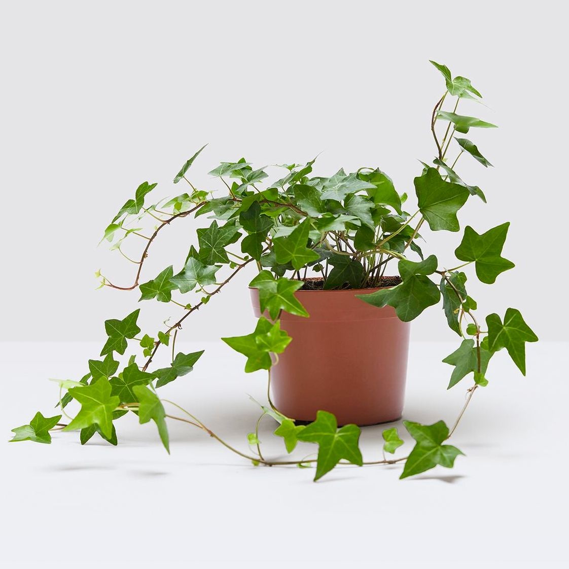 English Ivy - 20-30cm