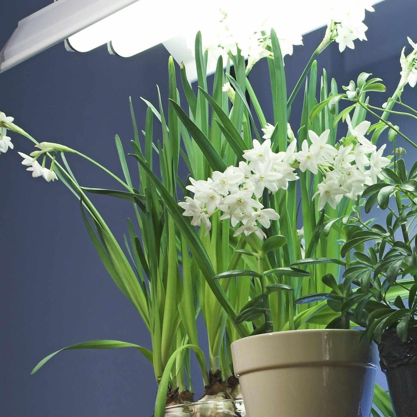 Fluorescent Light And Plants: Lighting Options For Indoor Gardening
