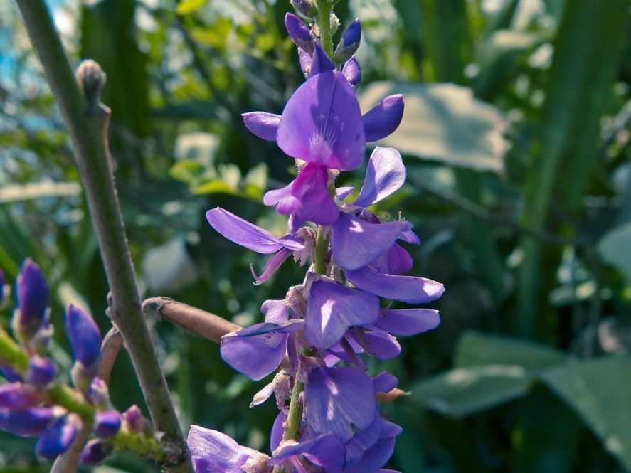 Indigo Plant Information  What Are Some Different Types Of Indigo |  Gardening Know How