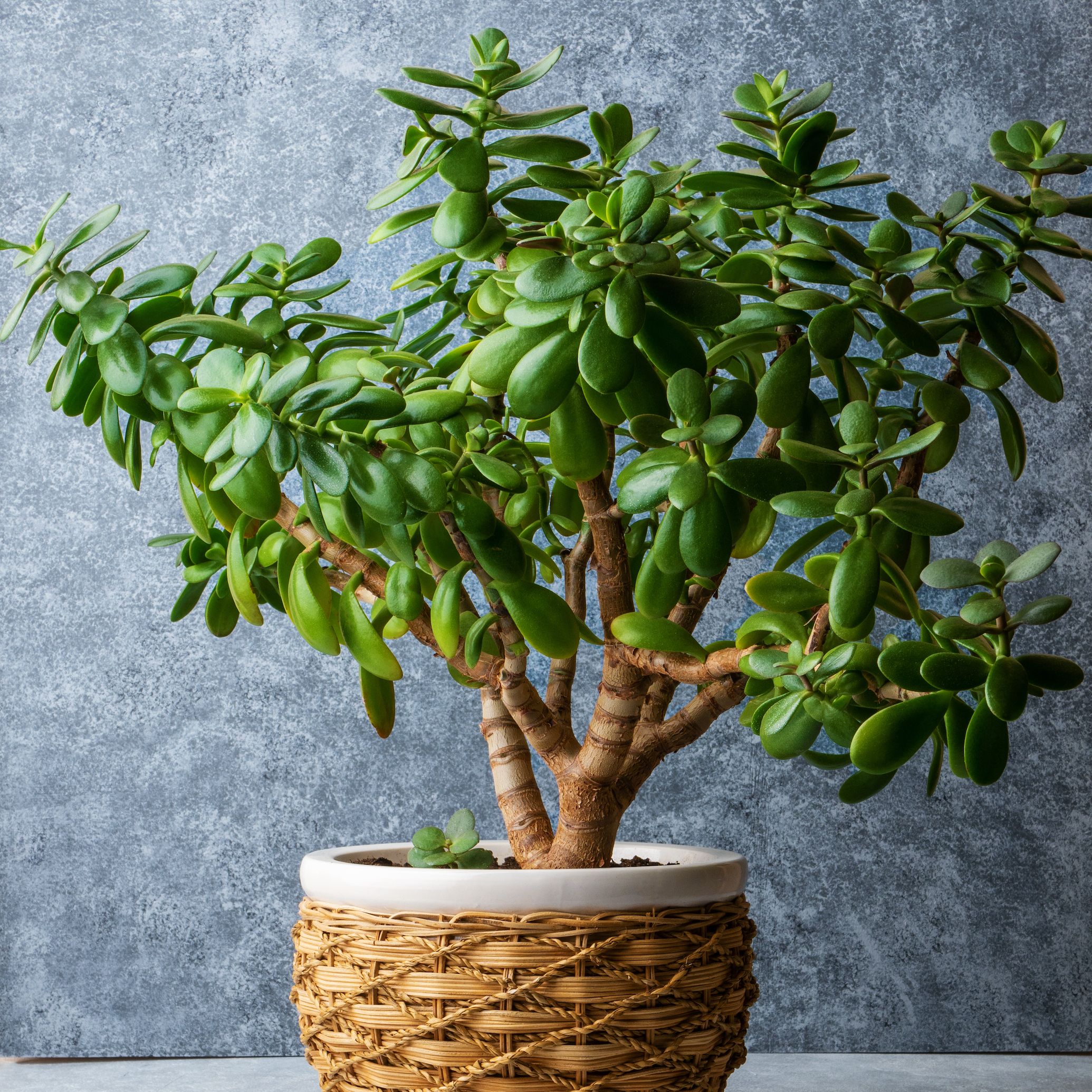 jade plant in wicker planter with grey backdrop
