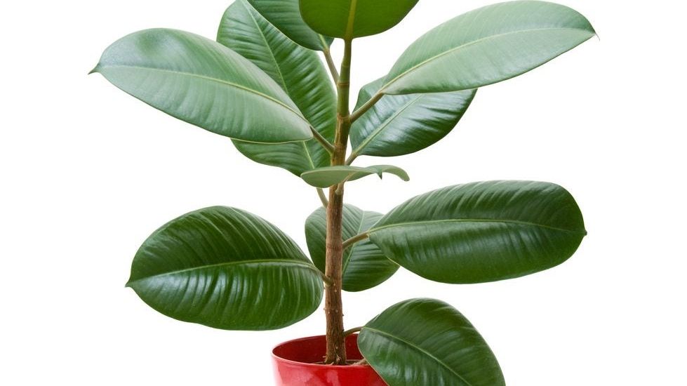 Repotting A Rubber Plant: Learn When And How To Repot Rubber Tree Plants |  Gardening Know How