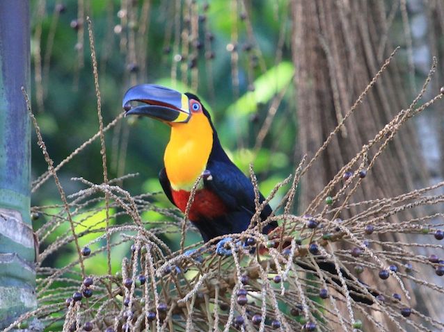 Gallery: Brazil's Vanishing Birds | Atlantic Rainforest | Live Science