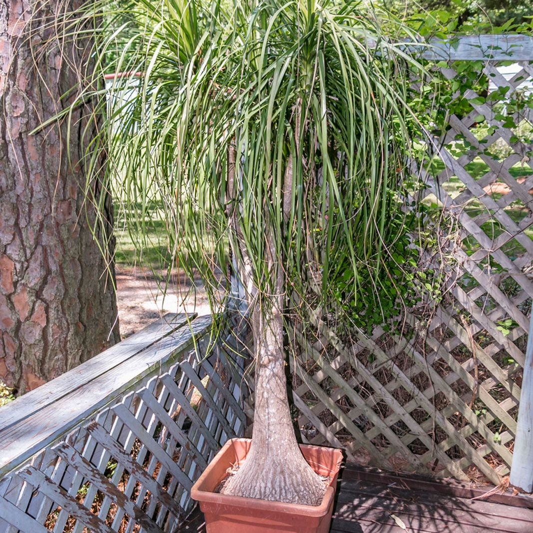 giant monstera deliciosa 3-5 FT (Bigger) Monstera Deliciosa  Dahing Plants