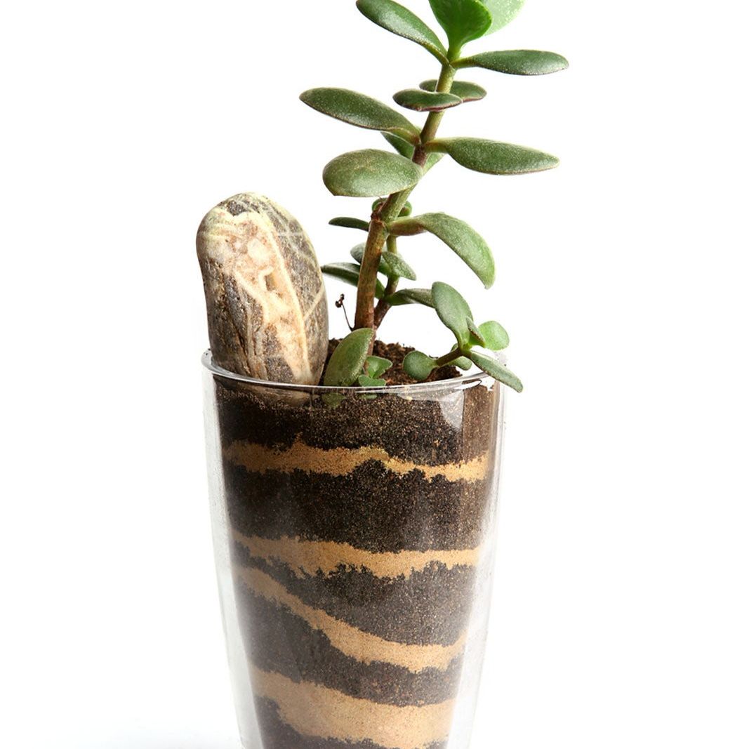 Why Use Horticultural Sand  How Is Horticultural Sand Different For Plants  | Gardening Know How