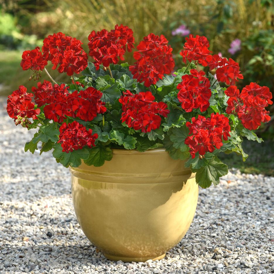 Solera&amp;trade; Dark Red Geranium