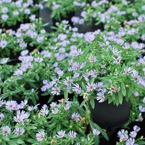 Perennial Farm Aster Oblongifolius 'october Skies' (aromatic Aster) &amp;ndash; Live Perennial in #1 Container, Fragrant Sky-Blue Blooms, Mounding Habit, Pollinator Friendly, Great for Borders &amp;amp; Meadows
