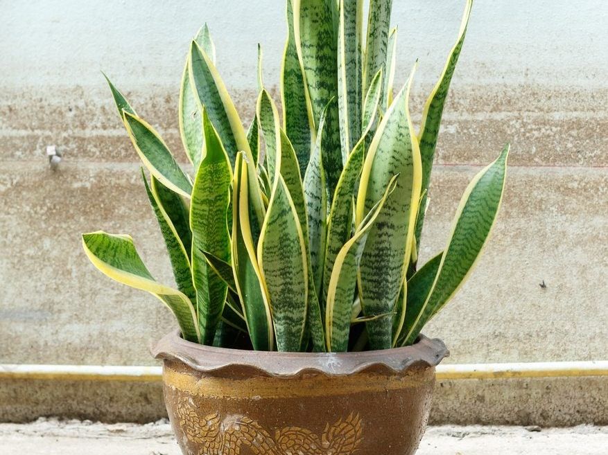 faux small succulents Zed Faux Succulent Arrangement in Low White Pot 7.1