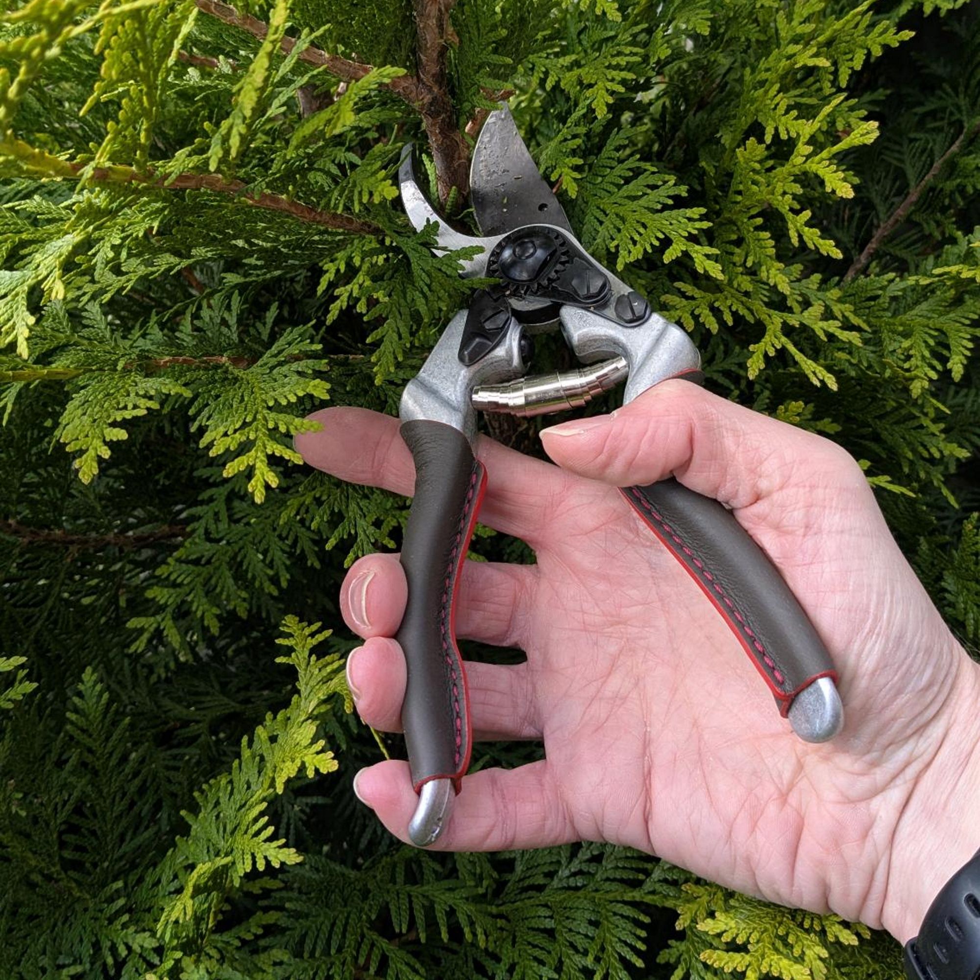 A gardener uses a pair of Felco 8 Elite pruning shears to cut a conifer hedge