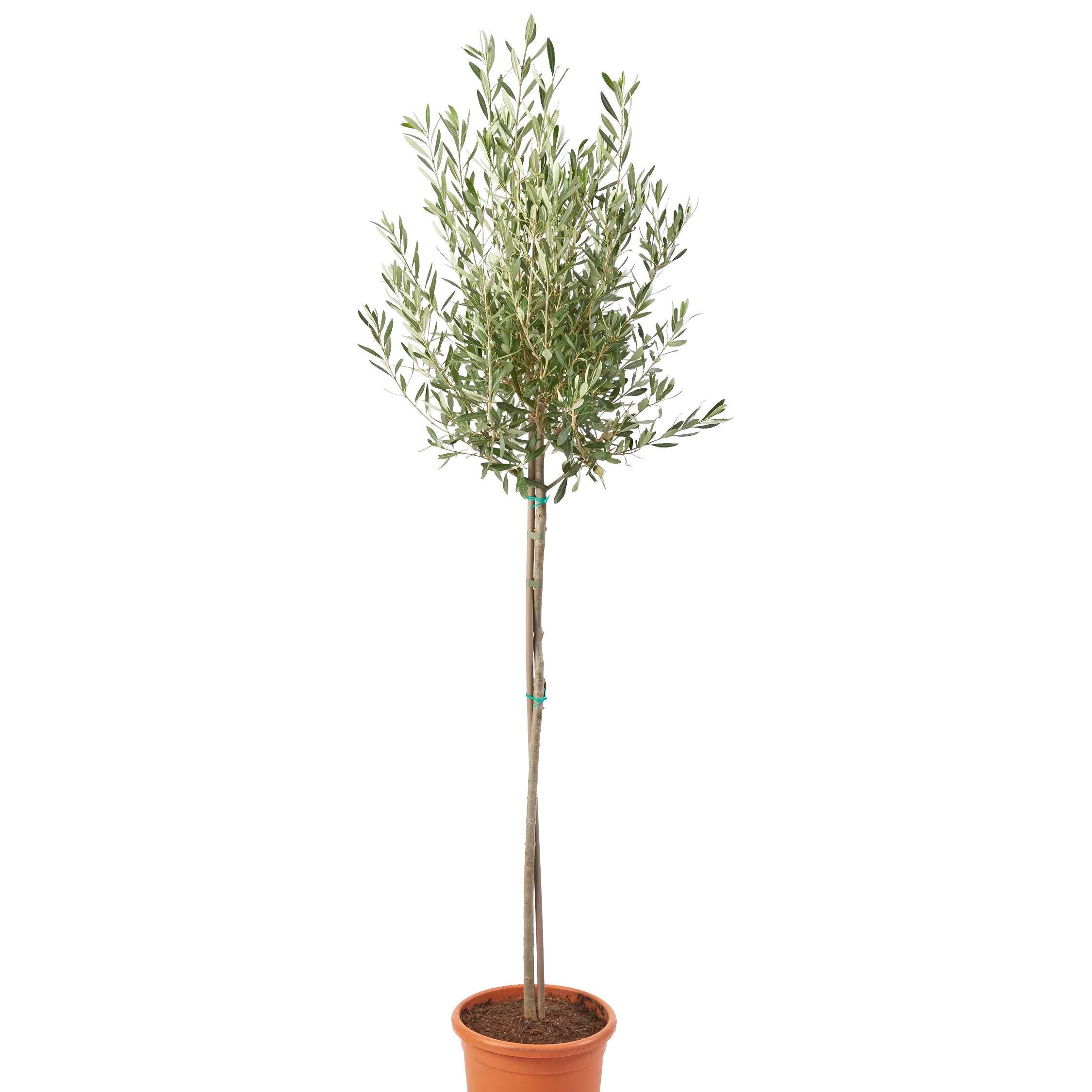 Plant Drop Olive Tree