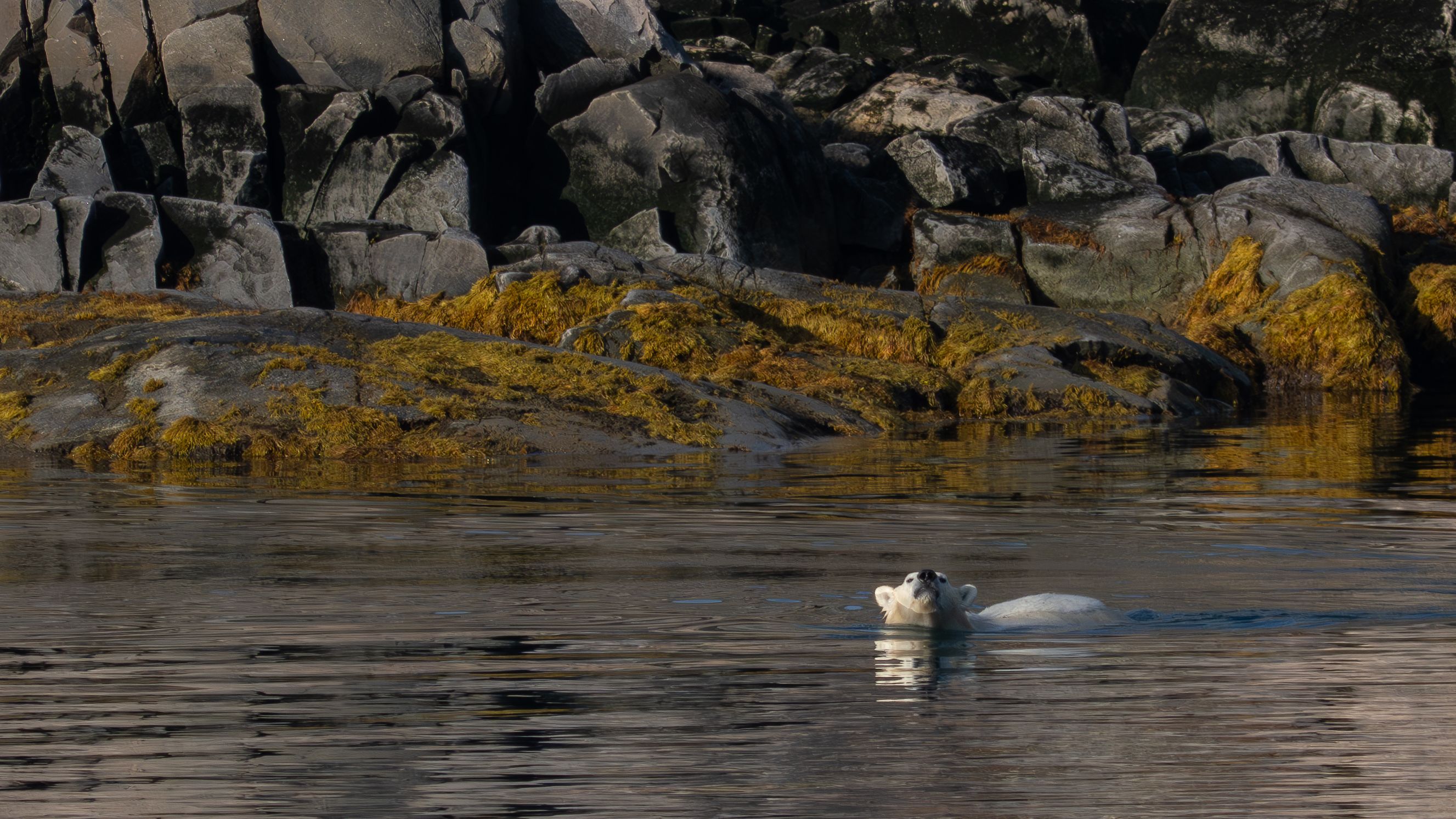 I sailed to Greenland for a total solar eclipse — what I saw left me speechless 10 MyCelestialApp a lone polar bear sniffs the air.
