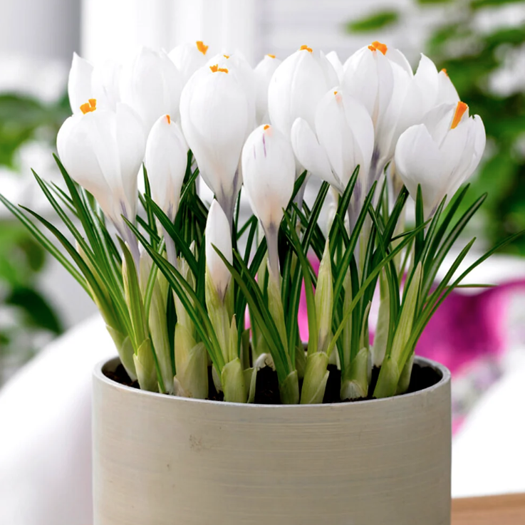 Crocus Jeanne d'Arc