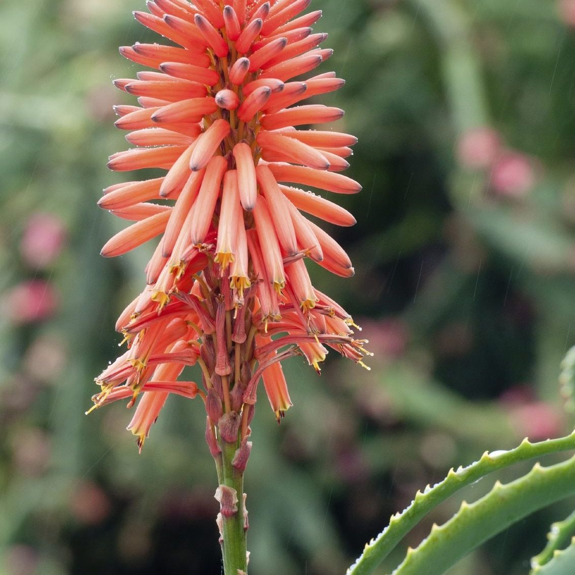 Does Aloe Vera Bloom: How To Get Flowers On Aloe Plants | Gardening Know How