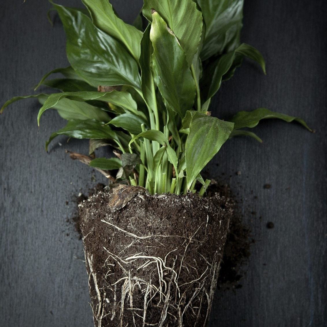 How To Propagate Peace Lily Plants: Complete How-To Guide | Gardening Know  How