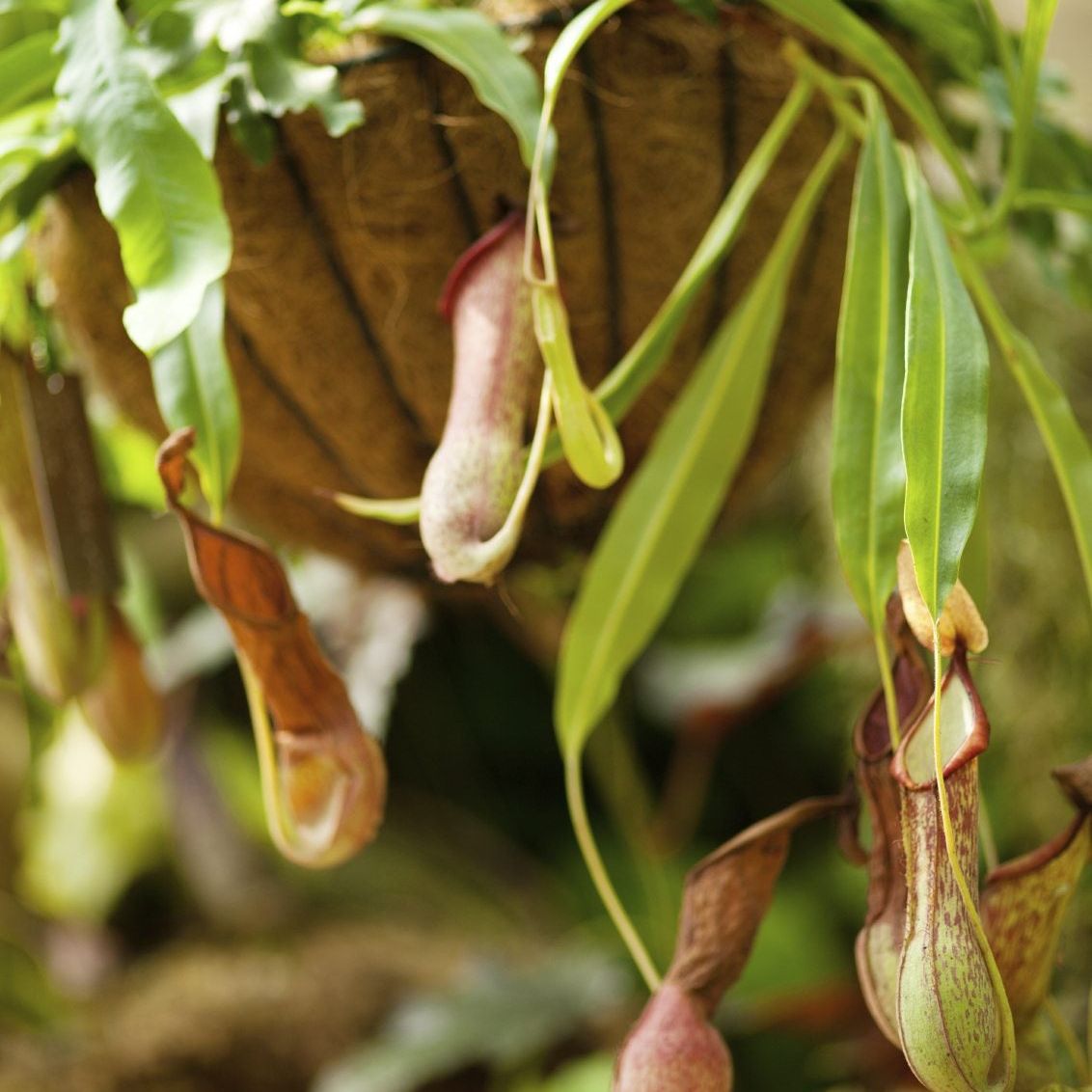 buy philodendron pastazanum Philodendron sodiroi aff x Philodendron pastazanum