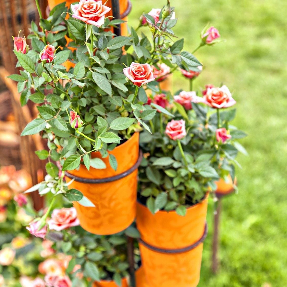 Growing Miniature Roses In Containers: Caring For Container Miniature Roses  | Gardening Know How