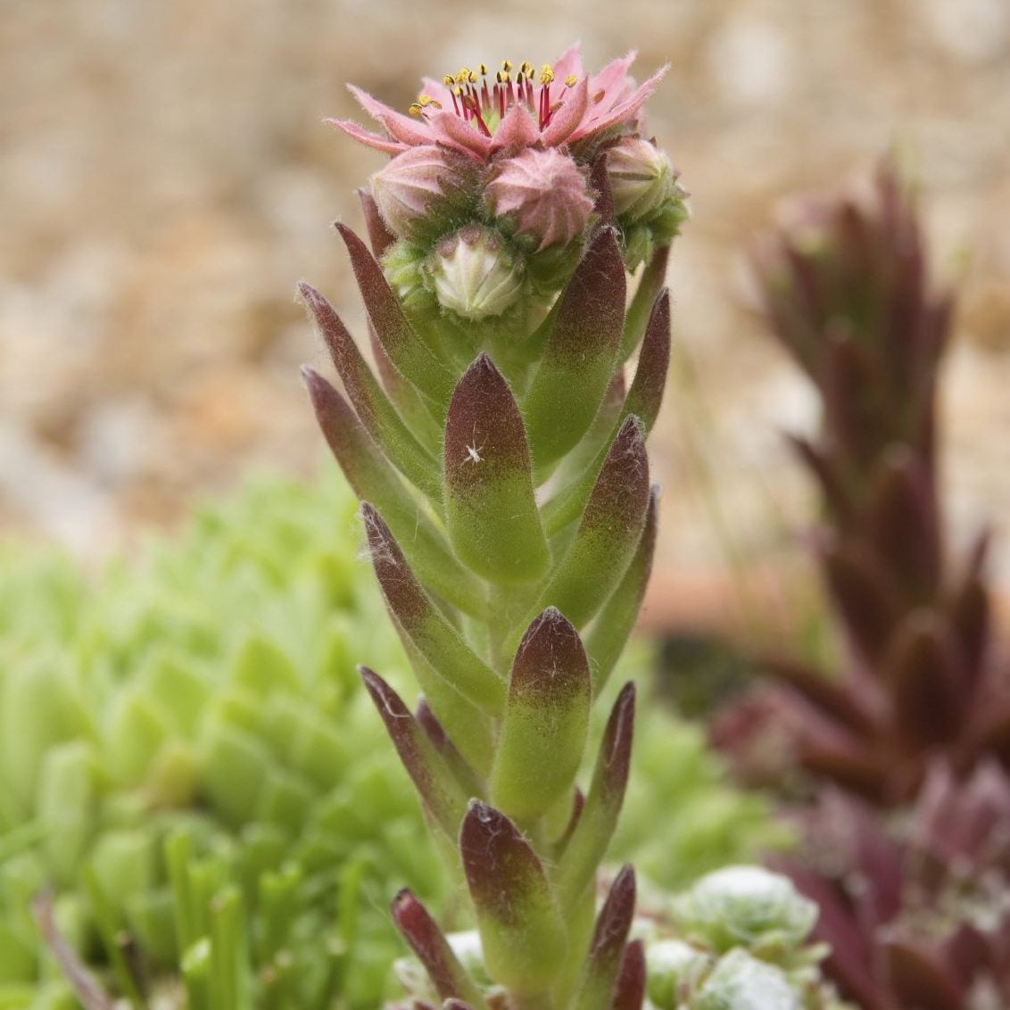 succulent centrepiece Cement Succulent Arrangement Planter main image 0