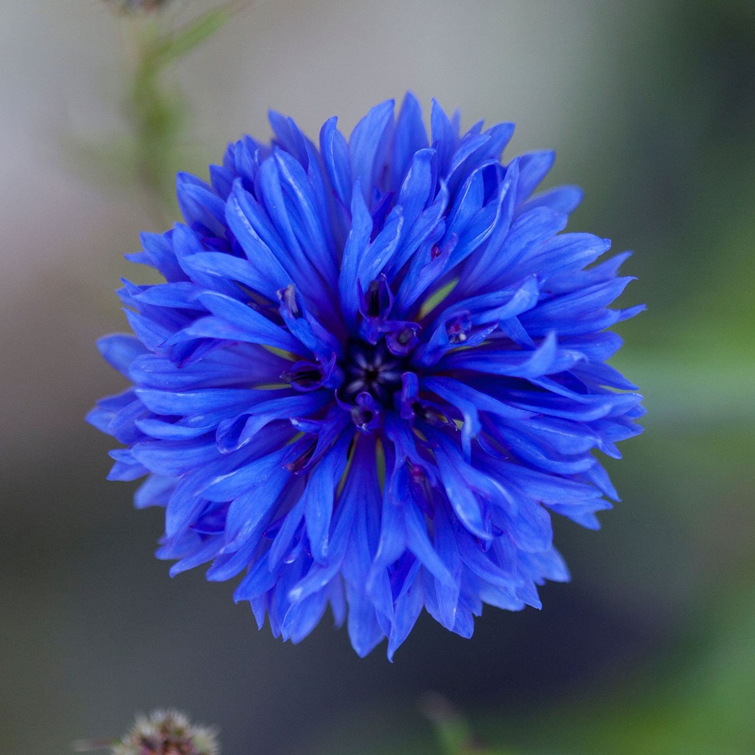 Cornflower / Bachelor Button Seeds - Dwarf Blue