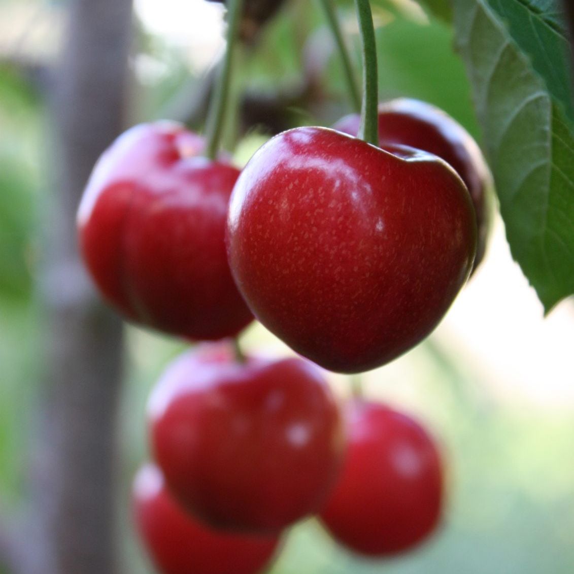 Zone 3 Cherry Trees - What Are Good Cherry Trees For Cold Climates