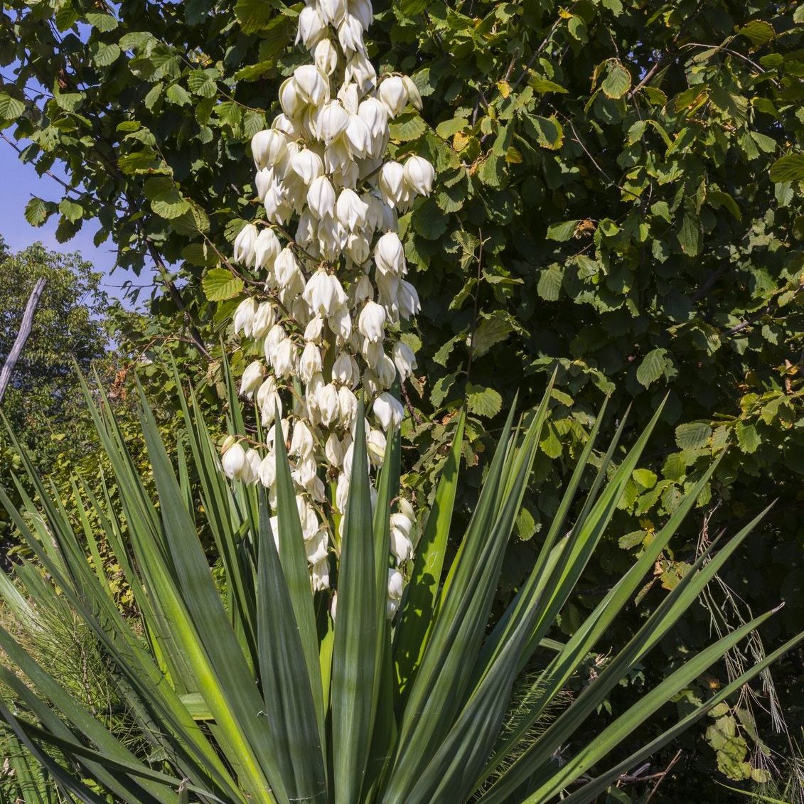 Cold Hardy Yucca Varieties: Growing Yucca Plants In Zone 4 Gardens