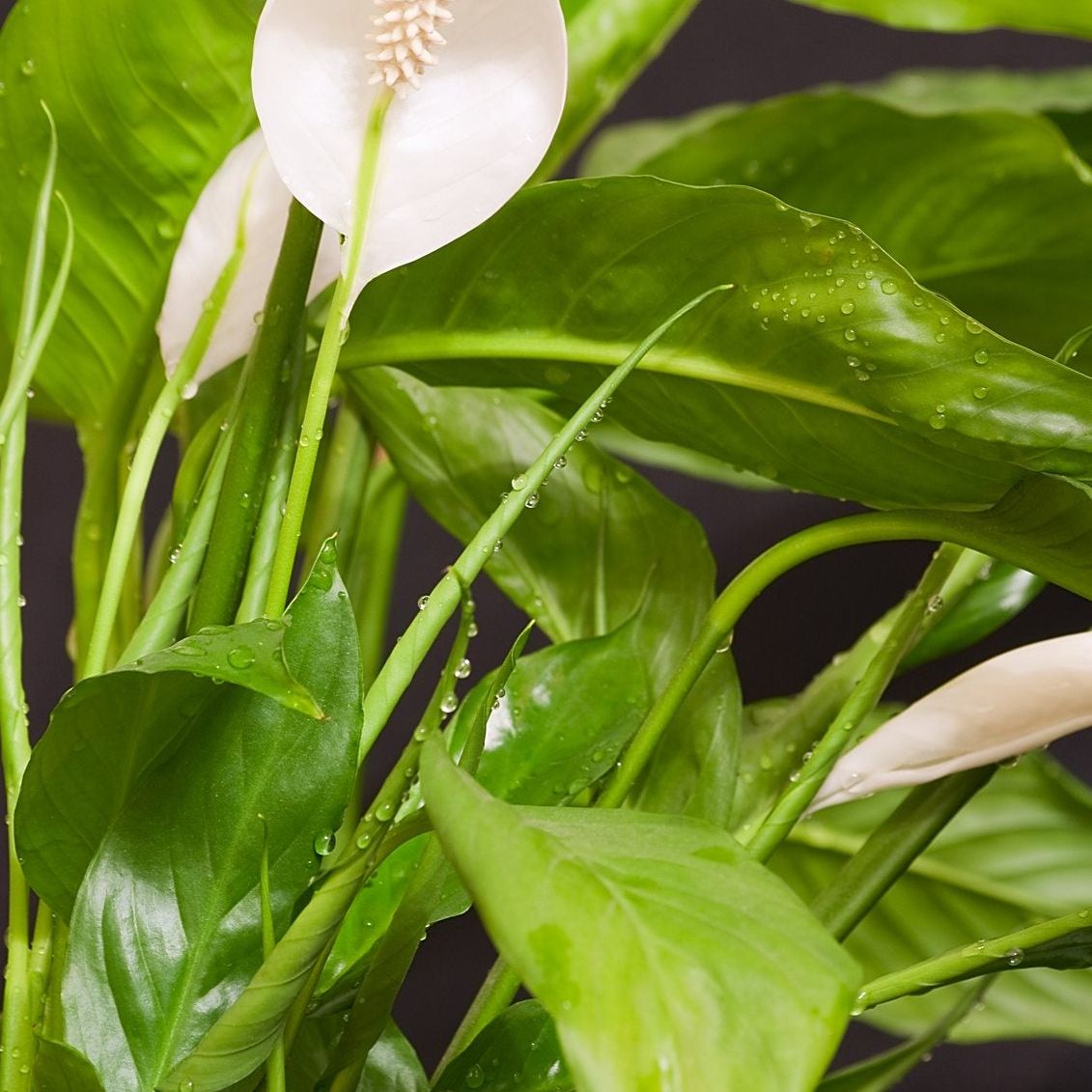 underwatered pothos Scindapsus pictus 'Argyraeus'  Satin Pothos