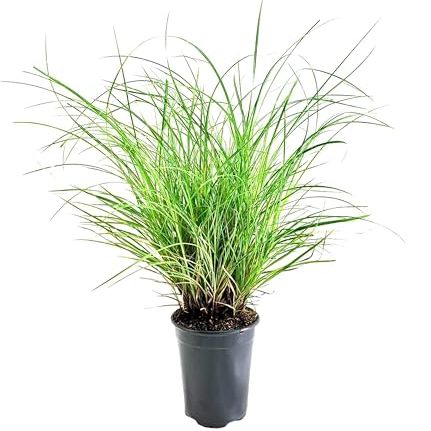 Adagio Maiden Grass | 1 Live Quart Sized Plant | Miscanthus Sinensis | Fast Growing Cold Hardy Ornamental Plants