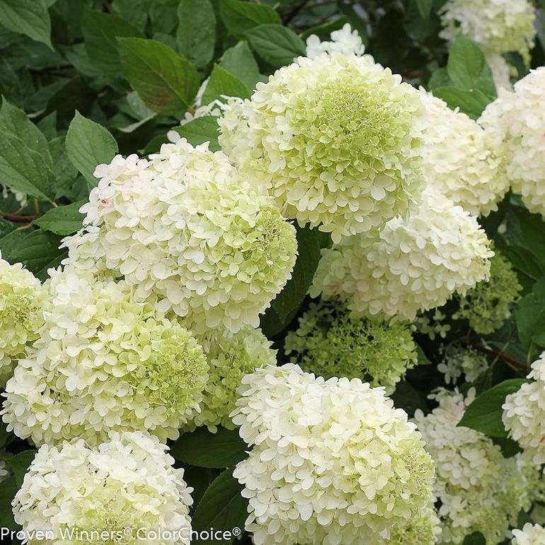 Limelight Hydrangea
