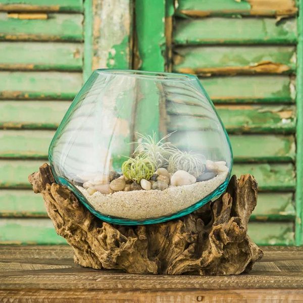 Wayfair terrarium on driftwood