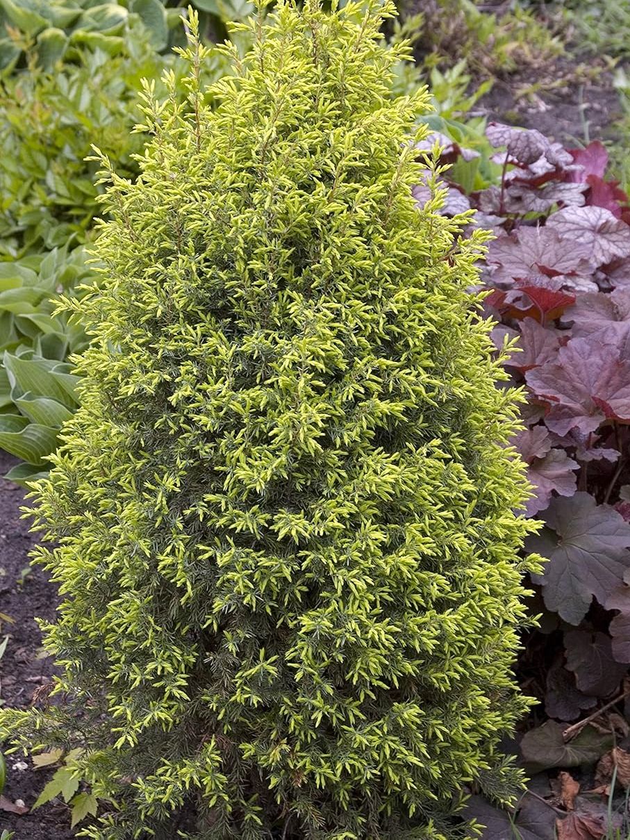 Green Promise Farms, Juniperus Communis 'gold Cone' (upright Juniper) Evergreen, #3 - Size Container