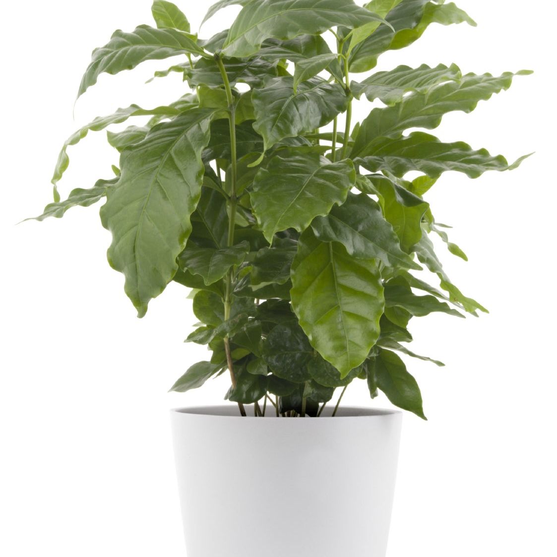 Cutting Back Coffee Plant - Pruning Of Coffee Houseplants | Gardening Know  How