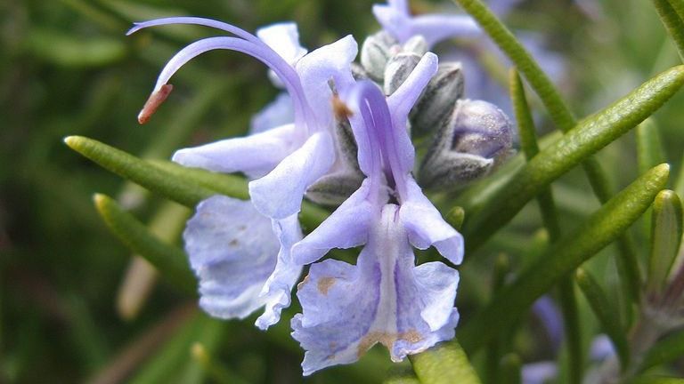 Tuscan Blue Rosemary Care - Tuscan Blue Rosemary Hardiness And