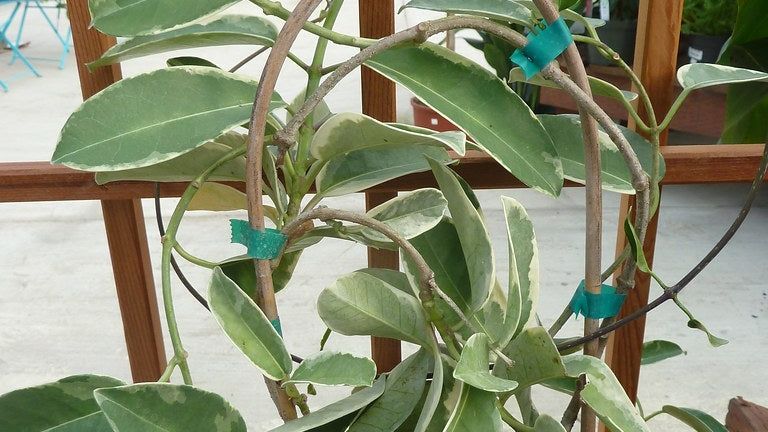 Houseplant Trellising Tips  How To Make A Trellis For Potted Plants |  Gardening Know How