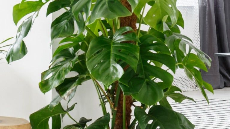 palm areca plant 9.5' Giant Five Stalk Artificial Areca Palm Tree