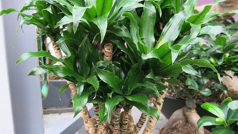 hus bambus Wuchernder Bambus Goldrohrbambus kaufen | Phyllostachys aurea -  Goldrohrbambus