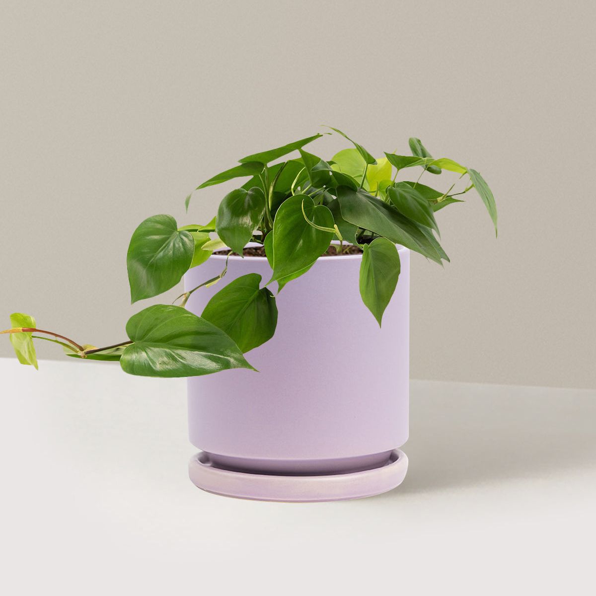 Heartleaf Philodendron - Medium (5"-8" Tall) / Isabella (6.25" Wide) / Lavender