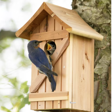 Bluebird birdhouse from Lowes