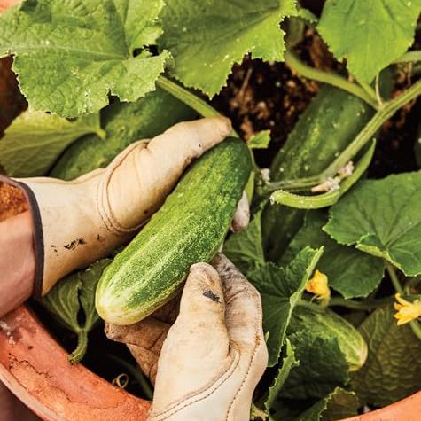 Burpee 'bush Champion' Slicing Cucumber Seeds, 60 Non-Gmo Seeds, Container Friendly, Burpee Exclusive