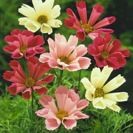 Sea Shells Cosmos, 25 Seed Pack, Beautiful Bright 3 Inch Flower, the Ray Flowers Are Tubular or Cone-Shaped Rather Than Flat, Giving the Blooms an Intricate Look. Country Creek Acres