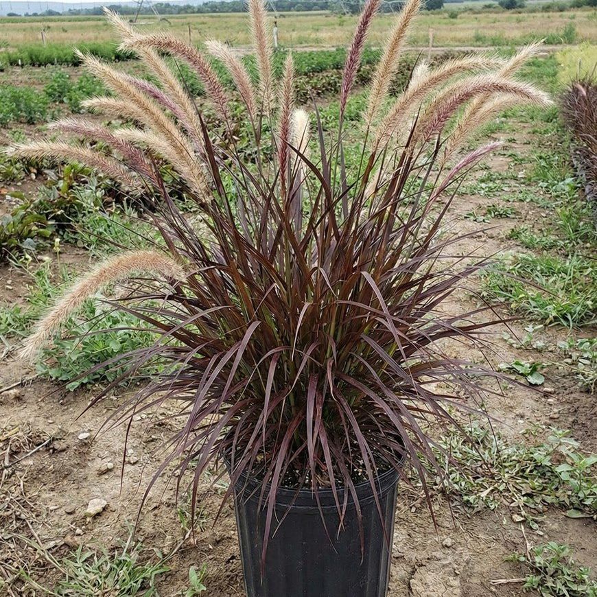 Dwarf Purple Fountain Grass