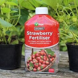 Organic Strawberry Liquid Feed Fertiliser Natural Nutrients for Bumper Crops 1l