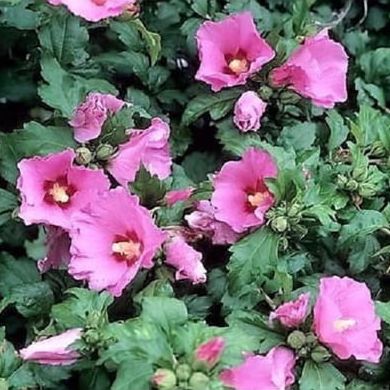 Aphrodite Hibiscus ( Althea ) - Rose of Sharon - Live Plant ( 1 Qt )