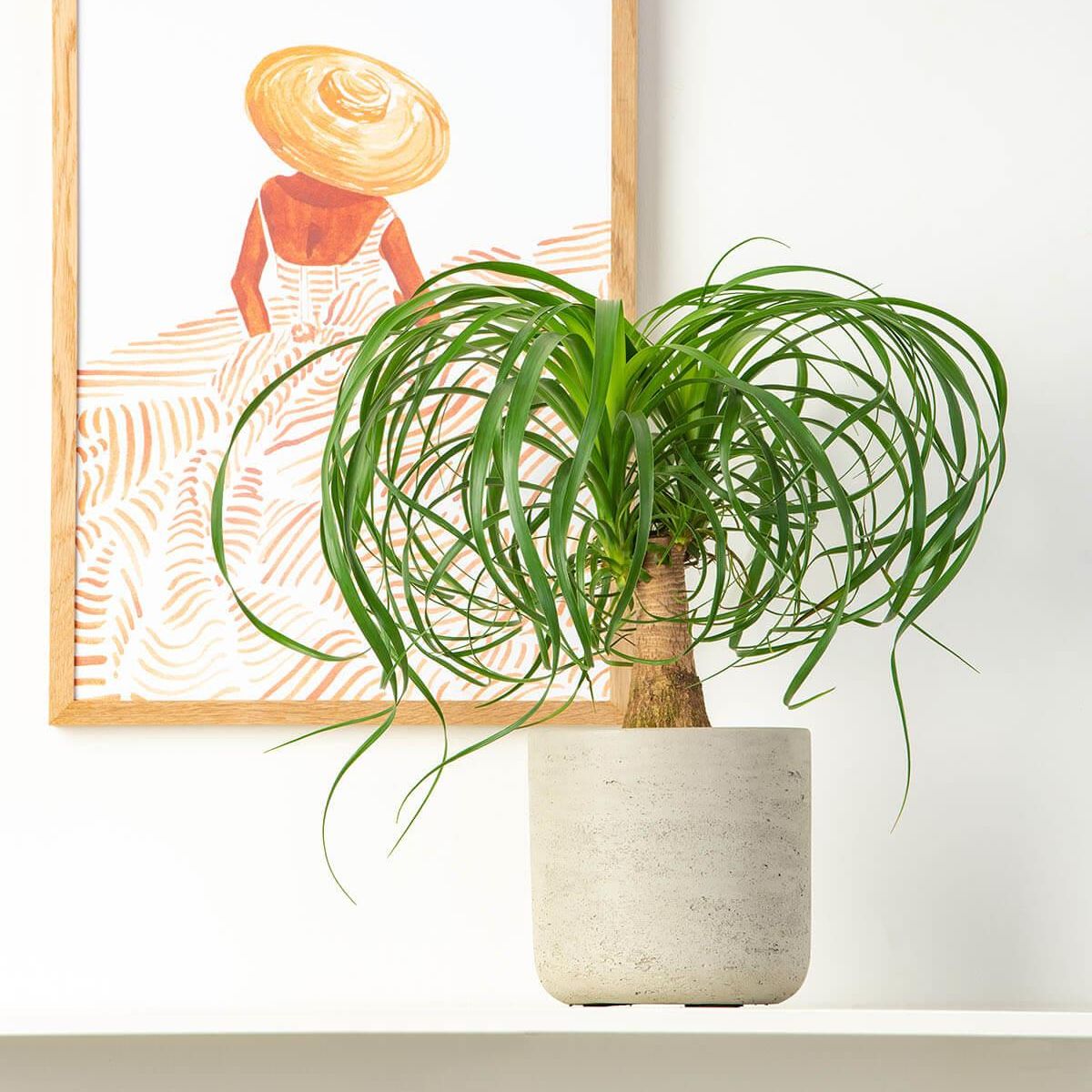 Ponytail Palm