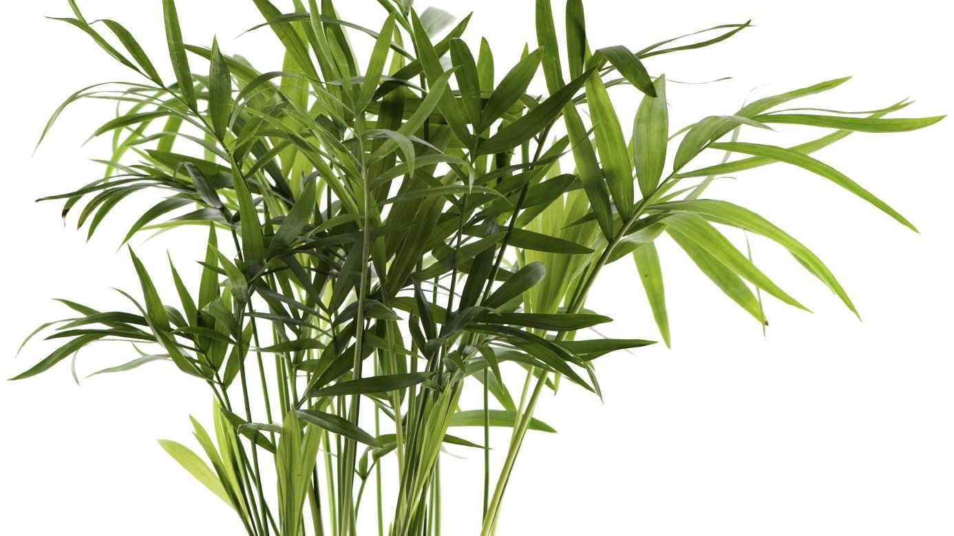 philodendron - baumfreund 'white wave' Philodendron Monstera White Wave - Philodendron white wave main image 1